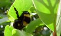 Bombus ruderatus